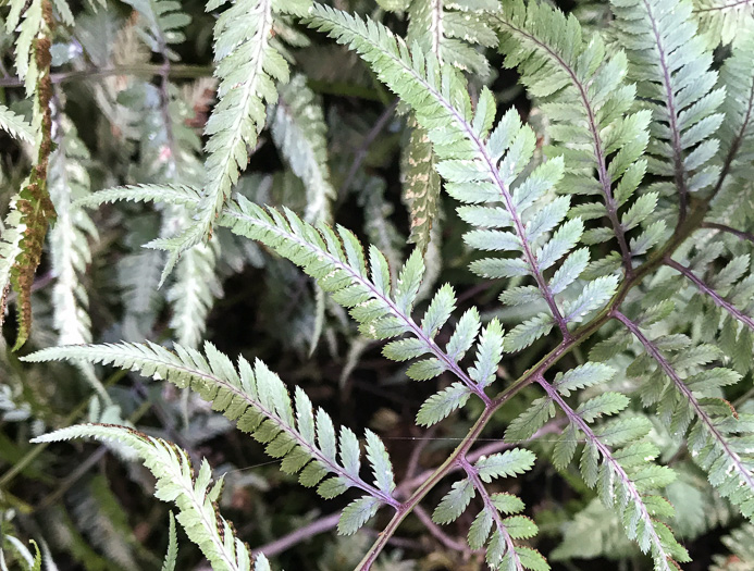 image of Anisocampium niponicum, Japanese Painted Fern