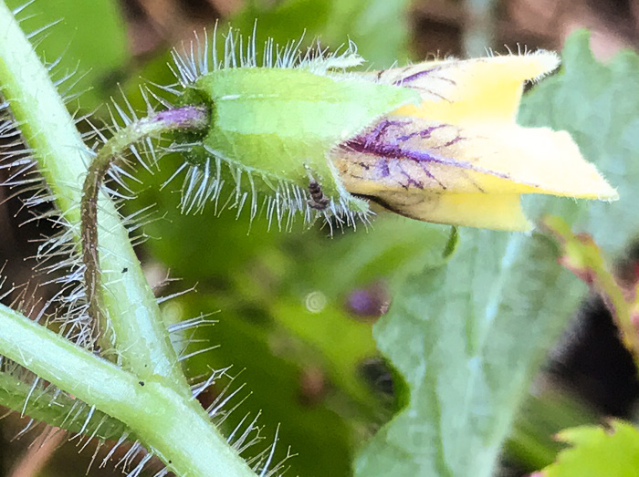 image of Physalis heterophylla, Clammy Ground-cherry