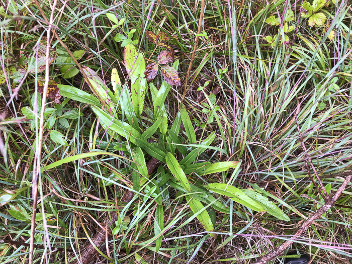 image of Packera anonyma, Small's Ragwort, Squaw-weed, Appalachian Ragwort