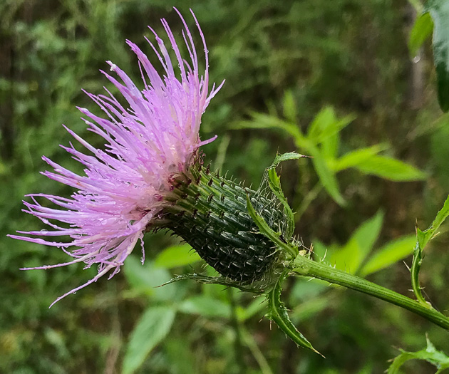 image of Cirsium altissimum, Tall Thistle