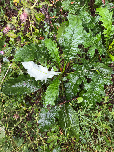 image of Cirsium altissimum, Tall Thistle