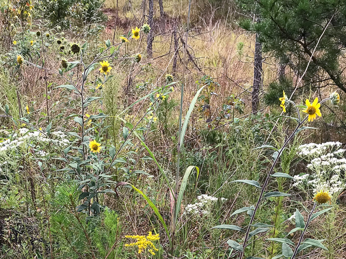 image of Helianthus resinosus, Hairy Sunflower, Resinous Sunflower, Gray Sunflower, Resindot Sunflower