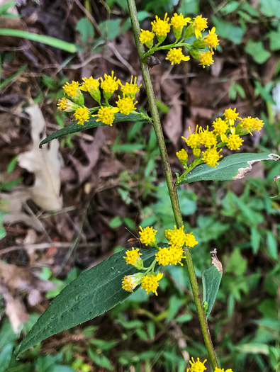 image of Solidago vaseyi, Vasey's Goldenrod, Atlantic Goldenrod