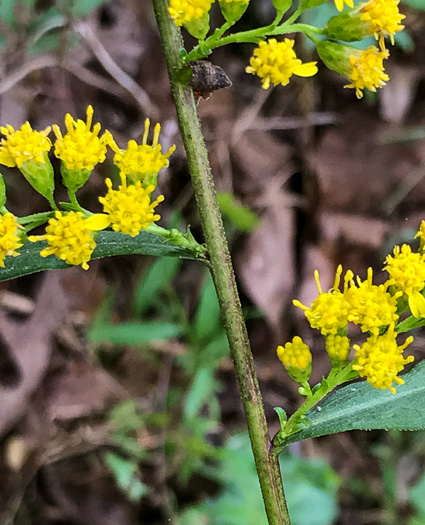 image of Solidago vaseyi, Vasey's Goldenrod, Atlantic Goldenrod