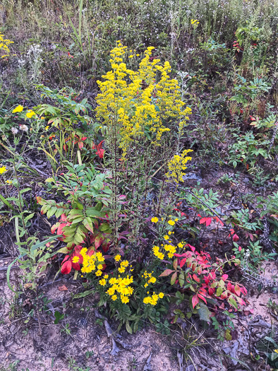 image of Solidago nemoralis var. nemoralis, Eastern Gray Goldenrod