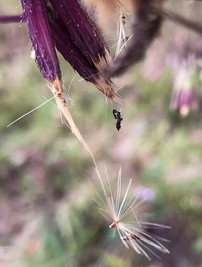 pappus