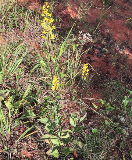 image of Solidago speciosa, Showy Goldenrod, Noble Goldenrod