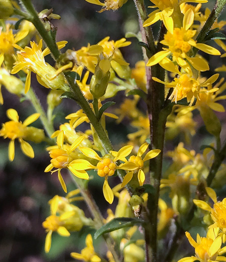 image of Solidago speciosa, Showy Goldenrod, Noble Goldenrod