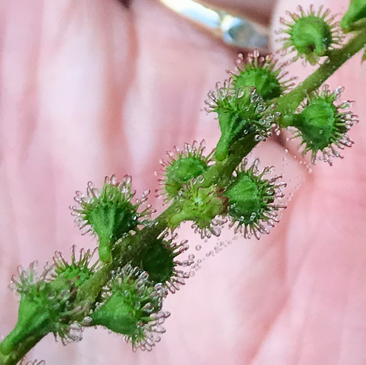 image of Agrimonia parviflora, Southern Agrimony, Small-flowered Agrimony, Harvestlice