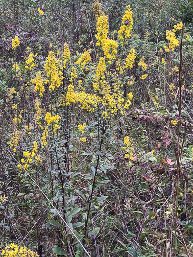 image of Solidago speciosa, Showy Goldenrod, Noble Goldenrod