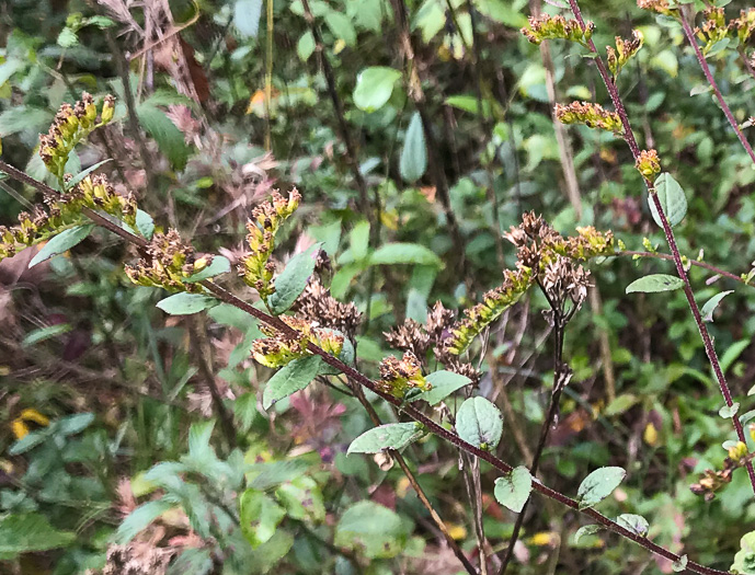 image of Solidago rugosa var. celtidifolia, Hackberry-leaf Goldenrod