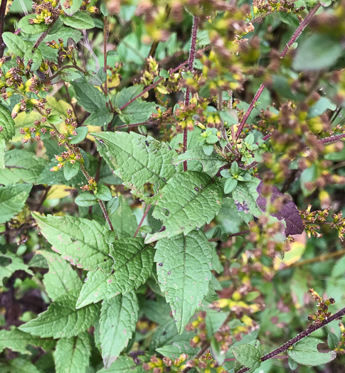 image of Solidago rugosa var. celtidifolia, Hackberry-leaf Goldenrod