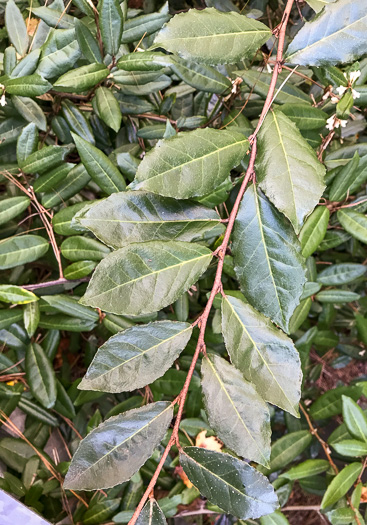 image of Elaeagnus pungens, Thorny Olive, Autumn Siverberry, Silverthorn, Thorny Elaeagnus