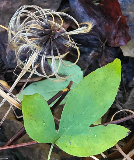 image of Clematis viorna, Northern Leatherflower, Vase-vine