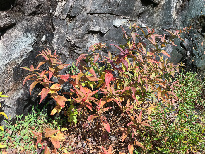 image of Diervilla sessilifolia, Smooth Southern Bush-honeysuckle