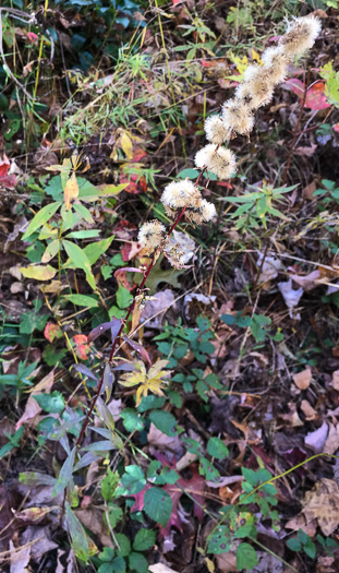 image of Solidago erecta, Slender Goldenrod, Erect Goldenrod