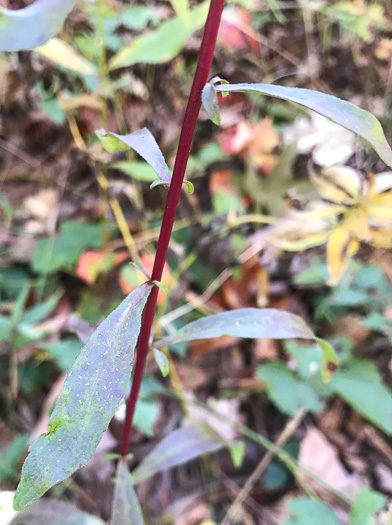 image of Solidago erecta, Slender Goldenrod, Erect Goldenrod