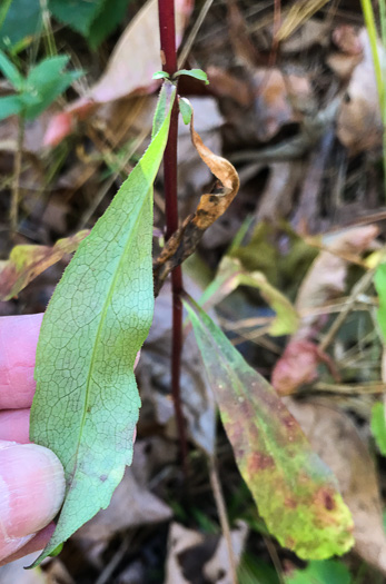 image of Solidago erecta, Slender Goldenrod, Erect Goldenrod