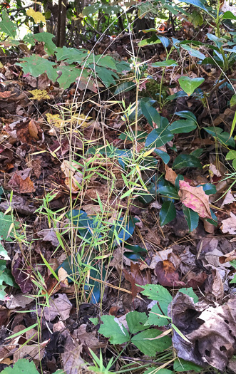 image of Dichanthelium dichotomum var. dichotomum, Forked Witchgrass