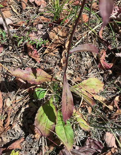 image of Solidago erecta, Slender Goldenrod, Erect Goldenrod