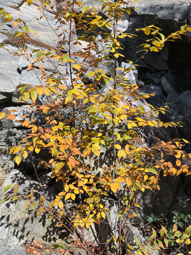 image of Betula lenta var. lenta, Sweet Birch, Cherry Birch, Black Birch, "Mahogany"