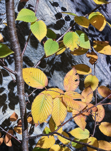 image of Betula lenta var. lenta, Sweet Birch, Cherry Birch, Black Birch, "Mahogany"