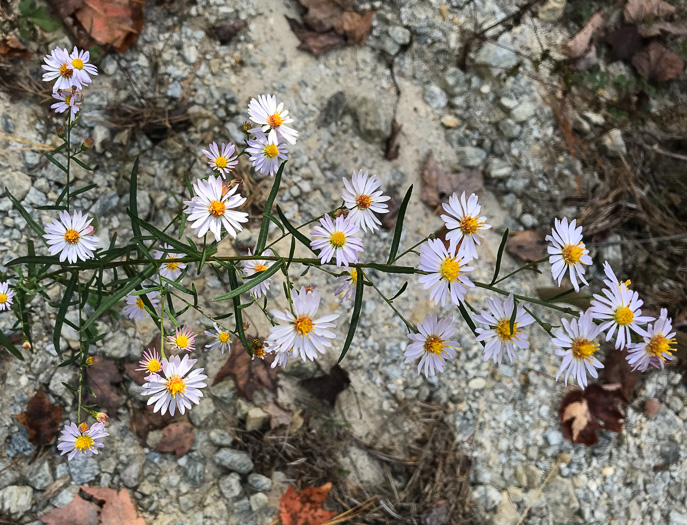 image of Symphyotrichum dumosum var. dumosum, Bushy Aster, Long-stalked Aster, Rice Button Aster