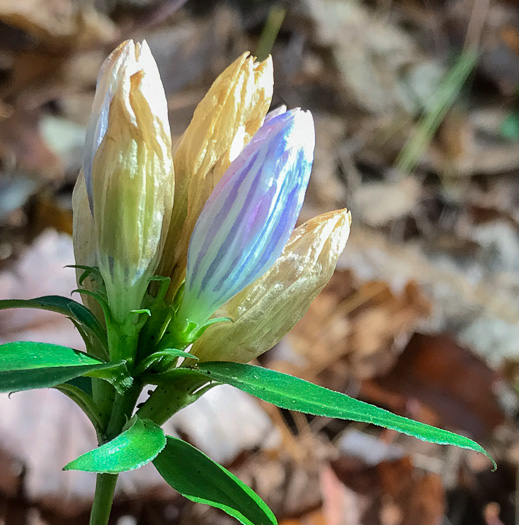 image of Gentiana decora, Appalachian Gentian, Showy Gentian