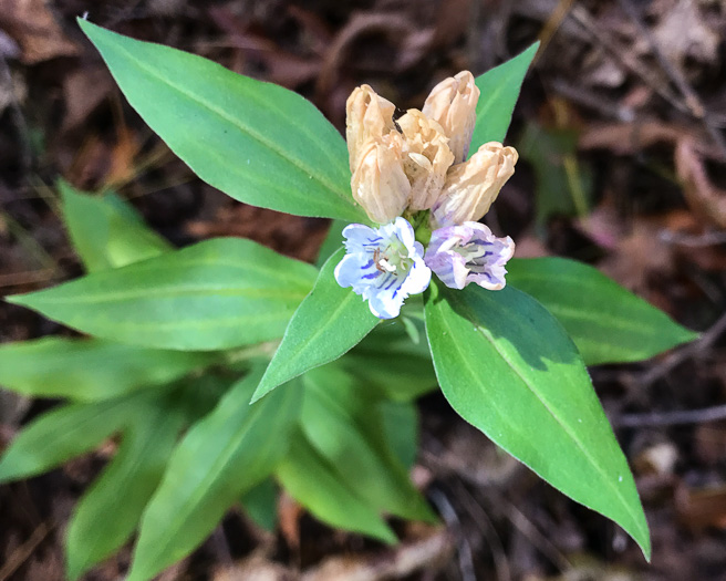 image of Gentiana decora, Appalachian Gentian, Showy Gentian