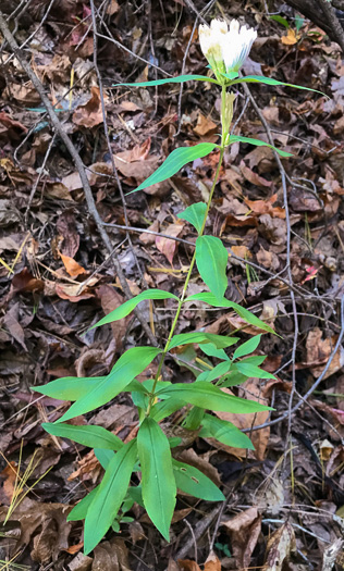 image of Gentiana decora, Appalachian Gentian, Showy Gentian