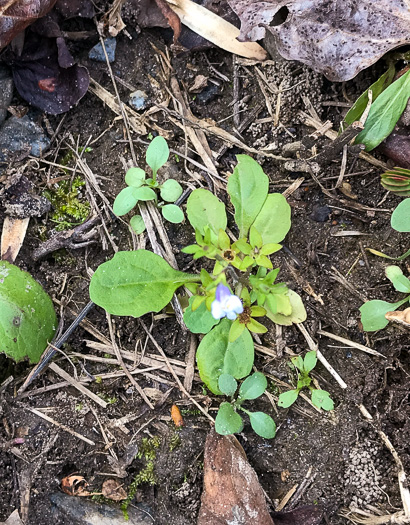 image of Mazus pumilus, Japanese Mazus