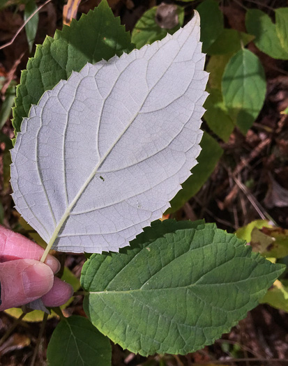 Hydrangea radiata, Snowy Hydrangea, Silverleaf Hydrangea