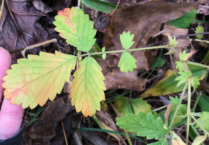 Agrimonia microcarpa, Low Agrimony, Small-fruited Agrimony