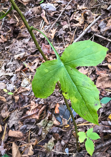 image of Nabalus altissimus, Tall Rattlesnake-root, Tall White Lettuce