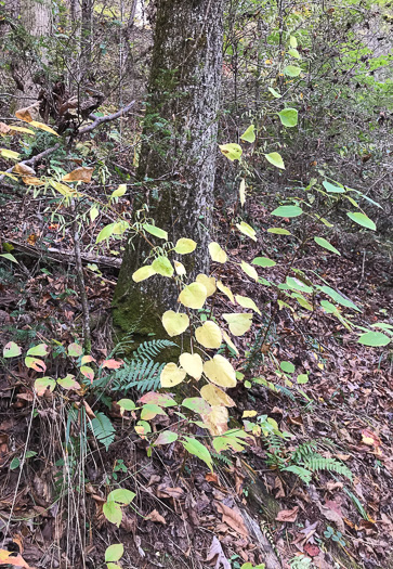 image of Nabalus altissimus, Tall Rattlesnake-root, Tall White Lettuce