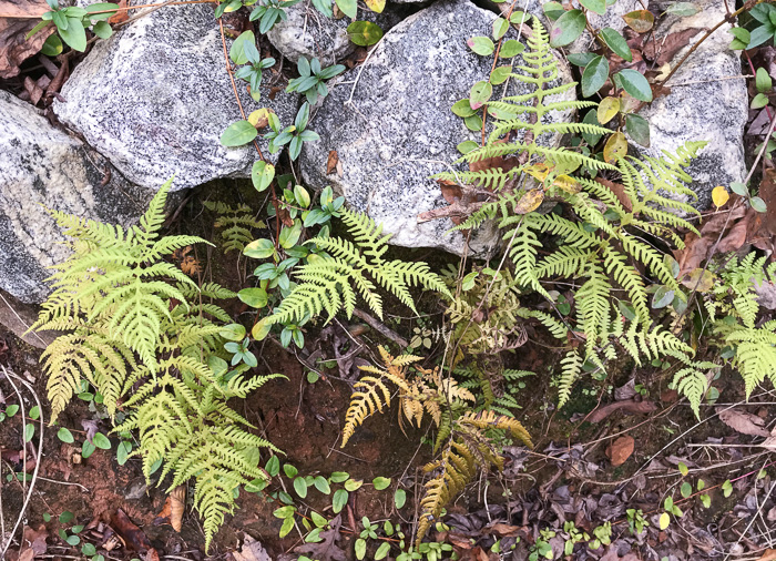 image of Phegopteris hexagonoptera, Broad Beech Fern