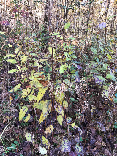 image of Scutellaria incana var. punctata, Hoary Skullcap, Downy Skullcap