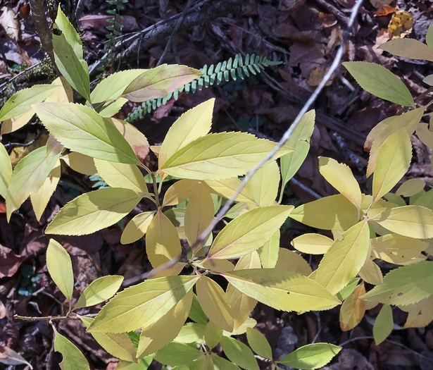 image of Forsythia intermedia, Border Forsythia, showy forsythia