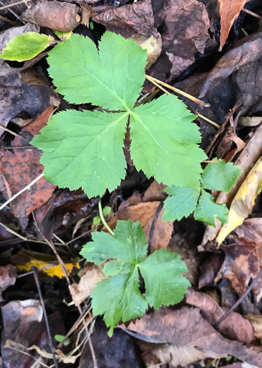 image of Cryptotaenia canadensis, Honewort