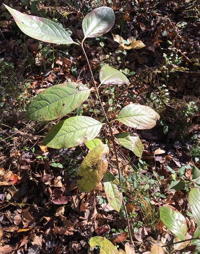 image of Viburnum nudum, Southern Wild Raisin, Possumhaw, Swamp Viburnum, Swamp-haw