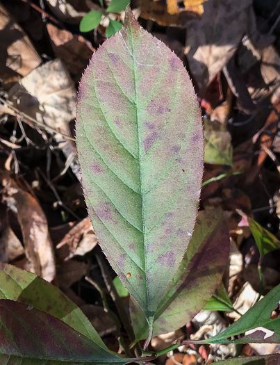 image of Itea virginica, Virginia Sweetspire, Virginia-willow