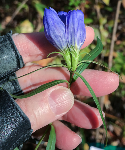 image of Gentiana saponaria, Soapwort Gentian, Harvestbells