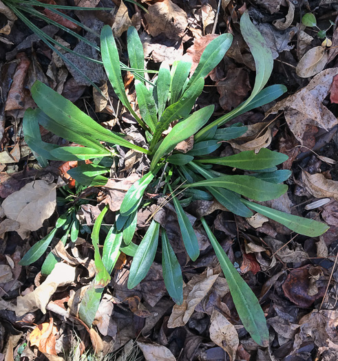 image of Helenium brevifolium, Littleleaf Sneezeweed, Shortleaf Sneezeweed