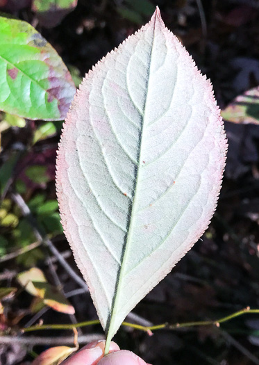 image of Aronia arbutifolia, Red Chokeberry