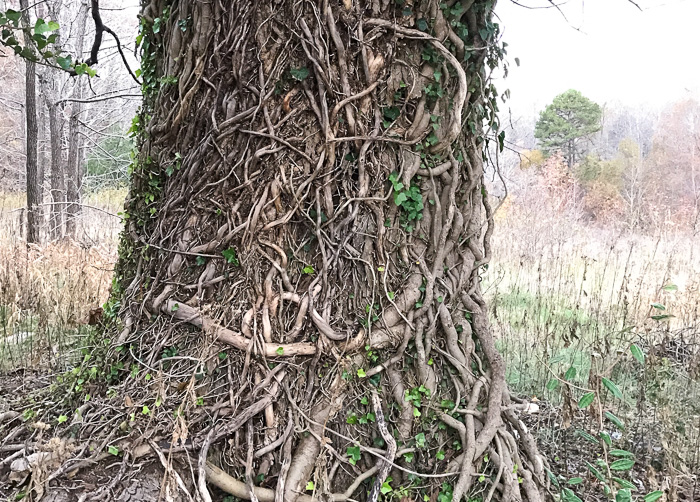 image of Hedera helix var. helix, English Ivy, Common Ivy