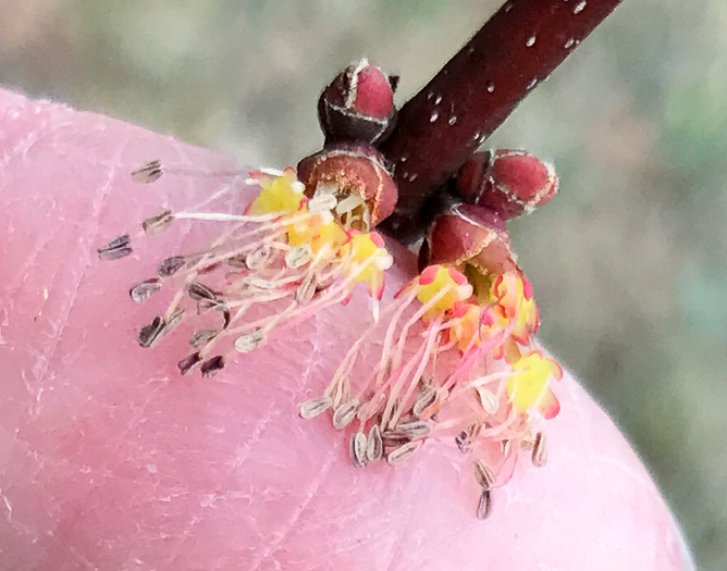 image of Acer rubrum var. rubrum, Eastern Red Maple