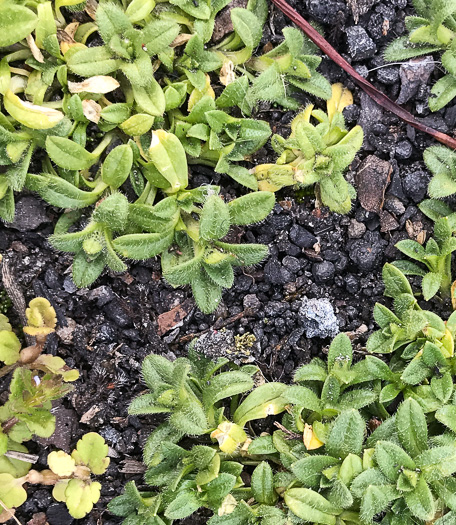 image of Cerastium fontanum ssp. vulgare, Common Mouse-ear Chickweed