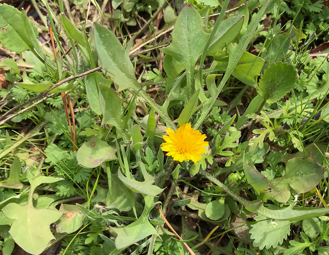 image of Krigia virginica, Virginia Dwarf-dandelion