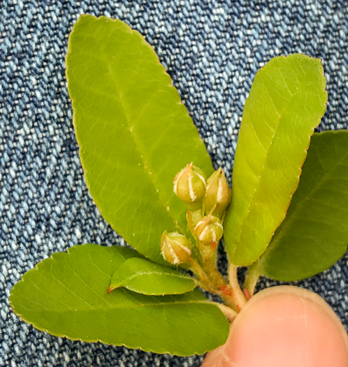 image of Malus angustifolia, Southern Crabapple, Wild Crabapple