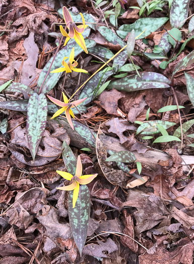 image of Erythronium umbilicatum ssp. umbilicatum, Dimpled Trout Lily, Dogtooth Violet